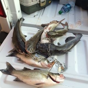 Meet your Posher, Evan